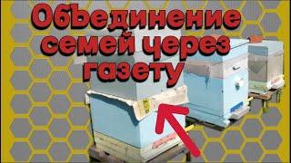 Объединение слабых семей перед медосбором.- Как объединить семьи через газету.