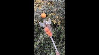 simplest fruit picking is smart / Make Fruit Picker Using Plastic Bottle