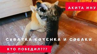 Кот ПРОВОКАТОР и СОБАКА. Схватка века! Кто победил?