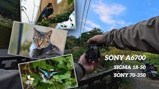 Sony A6700 POV Spring Wildlife Photography | Sigma 18-50 | Sony 70-350 G