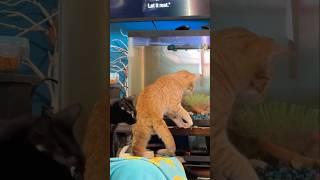 Best Kitty Enrichment: Fish Tank (w/ Lid), Rescue Cat Loves Watching Fish, Orange Kitten Fish Play