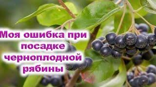 Моя ошибка посадки черноплодной рябины. Как исправить ошибку посадки аронии Мичурина?