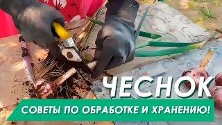 Когда убирать зимний чеснок! Совет по обработке и хранению.