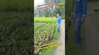 petani mandiri
