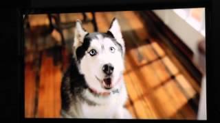 Purina Pet-food Commercial Starring Mishka the Talking Husky