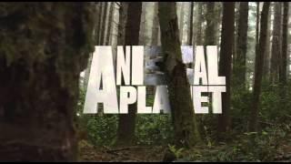 Animal Planet - Ad Spot - by Centerstar Marketing