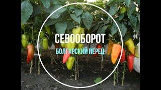 Севооборот:  после чего сажать болгарский перец?