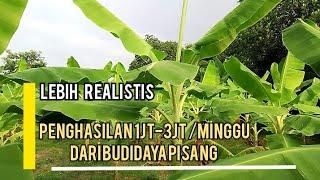 8CARA MENDASAR UNTUK HASILKAN  1JT-3JT/MINGGU DARI BUDIDAYA PISANG  #petanipisang  #usahasampingan