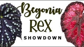 Rex Begonia Series Guide: Fireworks, Escargot, and Harmony | Herb Stories