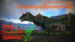 Кархародонтозавр быстрое приручение / Carharodontosaurus easy and fast taming