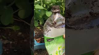 Easy growing plants with what you have. #flower #garden #flowergarden #gardening #garden #diyplanter
