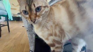 Can This Cat Resist Meowing for her Favorite Pets? Find Out!
