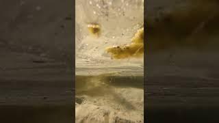 Thick water surface #youtube #shorts #shortsvideo #river #youtubeshort #4k #4kvideo #short