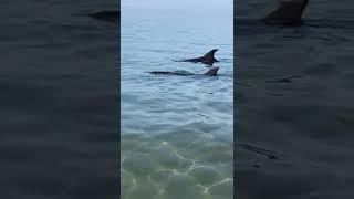 Beach Walk Tour Russia, Anapa, Dolphins came to talk to a man