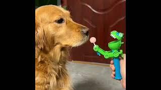 A True Friend # YouTube short video #shorts #Adda 247
