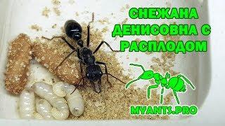 Содержание муравья Мирмеции (Myrmecia pyriformis)