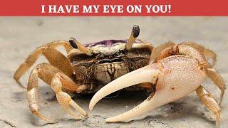 Fascinating Fiddler Crab Facts!  Everything you need to know!