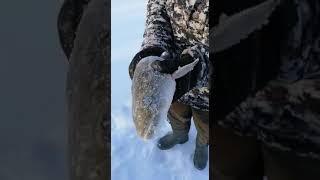 Красоты зимней рыбалки на Дальнем Востоке ( первая добыча )