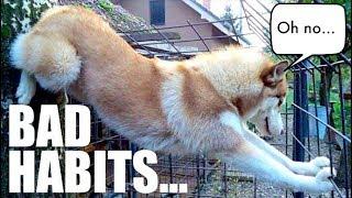 5 Bad Habits ALL Huskies Have!