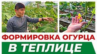 ФОРМИРОВАНИЕ ОГУРЦА В ПЕРИОД ПЛОДОНОШЕНИЯ. #формирование #огурцы #теплица #агробизнес #агроном