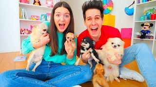 SOFÌ E LUÌ SONO BABYSITTER DI 6 CUCCIOLI DI CHIHUAHUA PER UN GIORNO! KIRA E RAY!! | Me contro Te