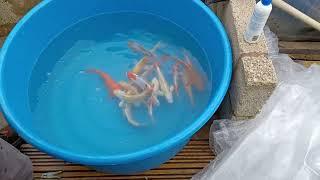 Unpacking Yoshikigoi spring delivery Koi carp