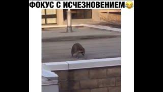 Еноты - это жидкость