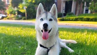  Come Hang Out With My Husky! (LIVE)