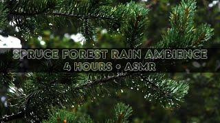 ️ Rainy Spruce Forest • Nature Sounds • Let Go of All Your Stress