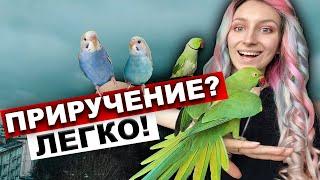 Как ЛЕГКО приручить попугая? Приручение волнистого попугая, кореллы, неразлучника, ожереловых попуг