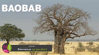 BAOBAB, L’ARBRE QUI POUSSE À L’ENVERS, MERVEILLE VÉGÉTALE MENACÉE PAR LE RÉCHAUFFEMENT CLIMATIQUE