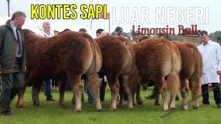 KONTES SAPI LUAR NEGERI Limousin Bull. Sapi 1 Ton UP |Sapi Terbesar Irlandia Biggest Bull [Nanggala]