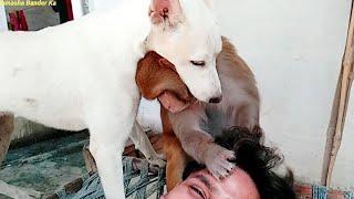 मंकी रानी पिल्लू की जबरदस्त फाइट ।। Monkey Rani And Dog Funny Video i love Animals