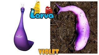 Larva Characters in Real Life