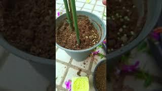 Pruning periwinkle flower after blooming and add fertilizer #flowers #shorts