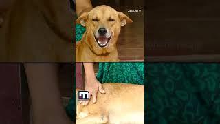 A pet dog grieving at his owner's funeral in Kerala