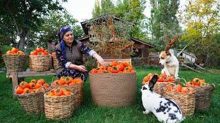 From Tree to Table: Persimmon Harvest, Drying & Pie Recipe