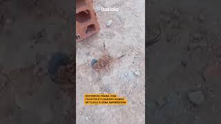 ESCORPIÃO-FÊMEA COM FILHOTES É FLAGRADO SAINDO DE TIJOLO E CENA IMPRESSIONA