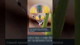 Самый красивый паук в мире Maratus Volans обитает на зеленом континенте, в Австралии.