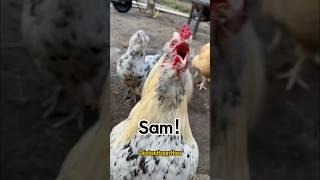 Frankie calls #sam #samuel #samantha #sammy #rooster #names #memesdaily #shortsviral #funnyanimals