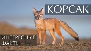 Корсак - интересные факты (Степная Лисица)