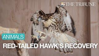 Update: Red-tailed Hawk Getting Stronger After Being Kicked Out Of SLO County Nest