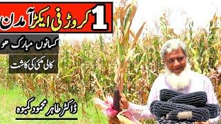 high yield profitable crop black corn farming // black corn USA seed //Kali  Makai ki kasht