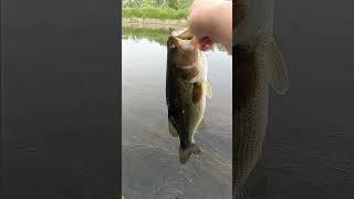 nice size river largemouth on topwater. so fun!