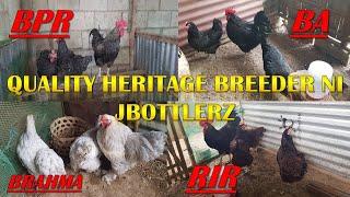 Quality Heritage Chicken Breeder ni JBOTTLERZ ''New Update''