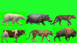 Walking animal green screen | animal green screen |animal walking video