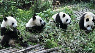 Panda Funny Moment Videos  The Panda is Super Cute When Eating  Panda Video Compilation