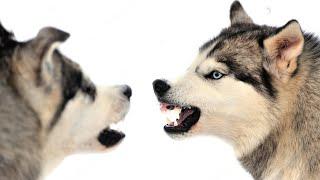 Husky VS Malamute