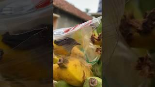 COOL!! MAKE A BIRD TRAP FROM RIO TEA CUPS #craft #viral #creativeideas #tutorial #shorts