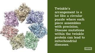NIEHS scientists determine 3D structure of twinkle protein